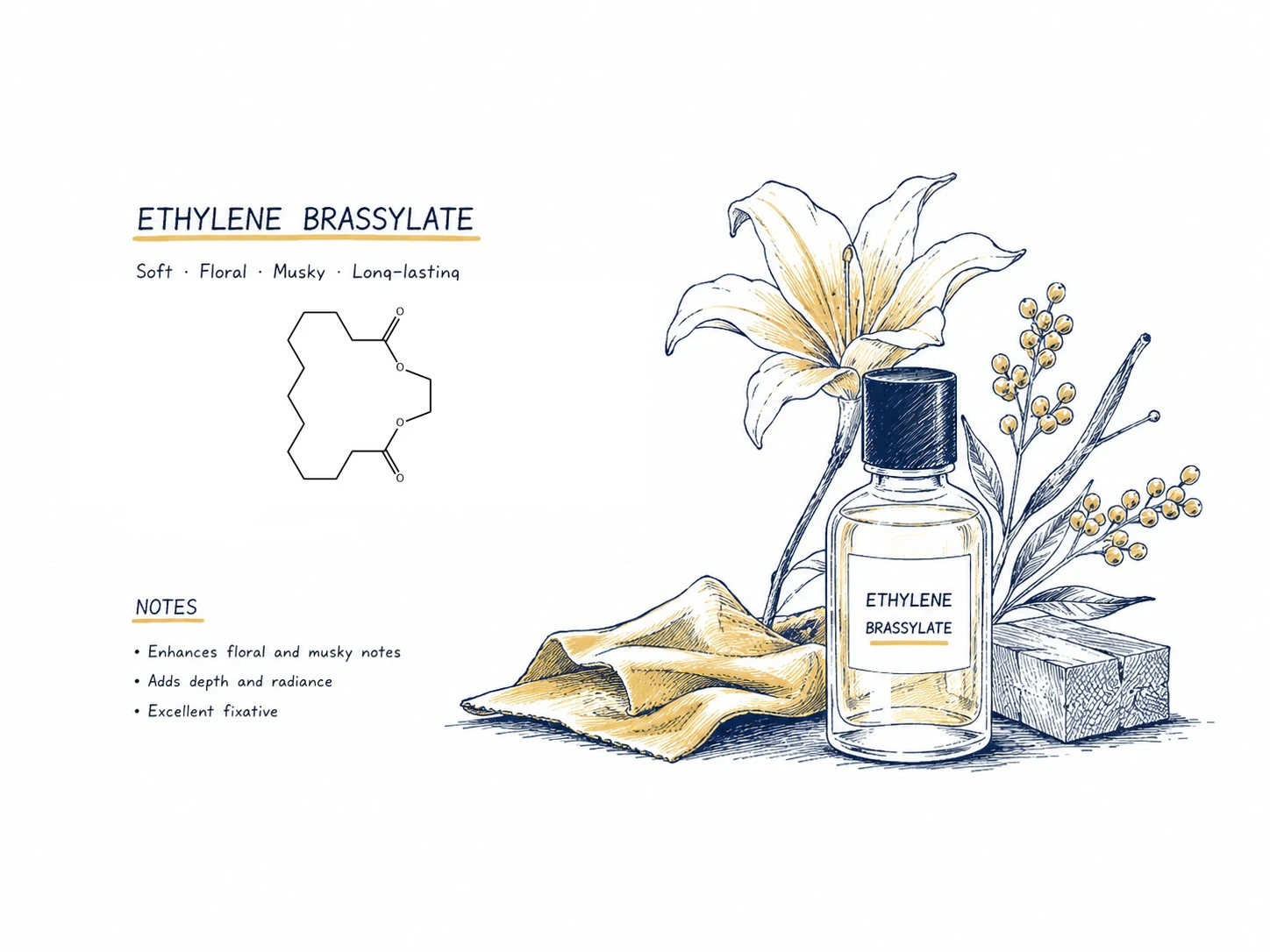 اتیلن براسلایت در عطرسازی (Ethylene brassylate) اتیلن براسلایت در عطرسازی (Ethylene brassylate)