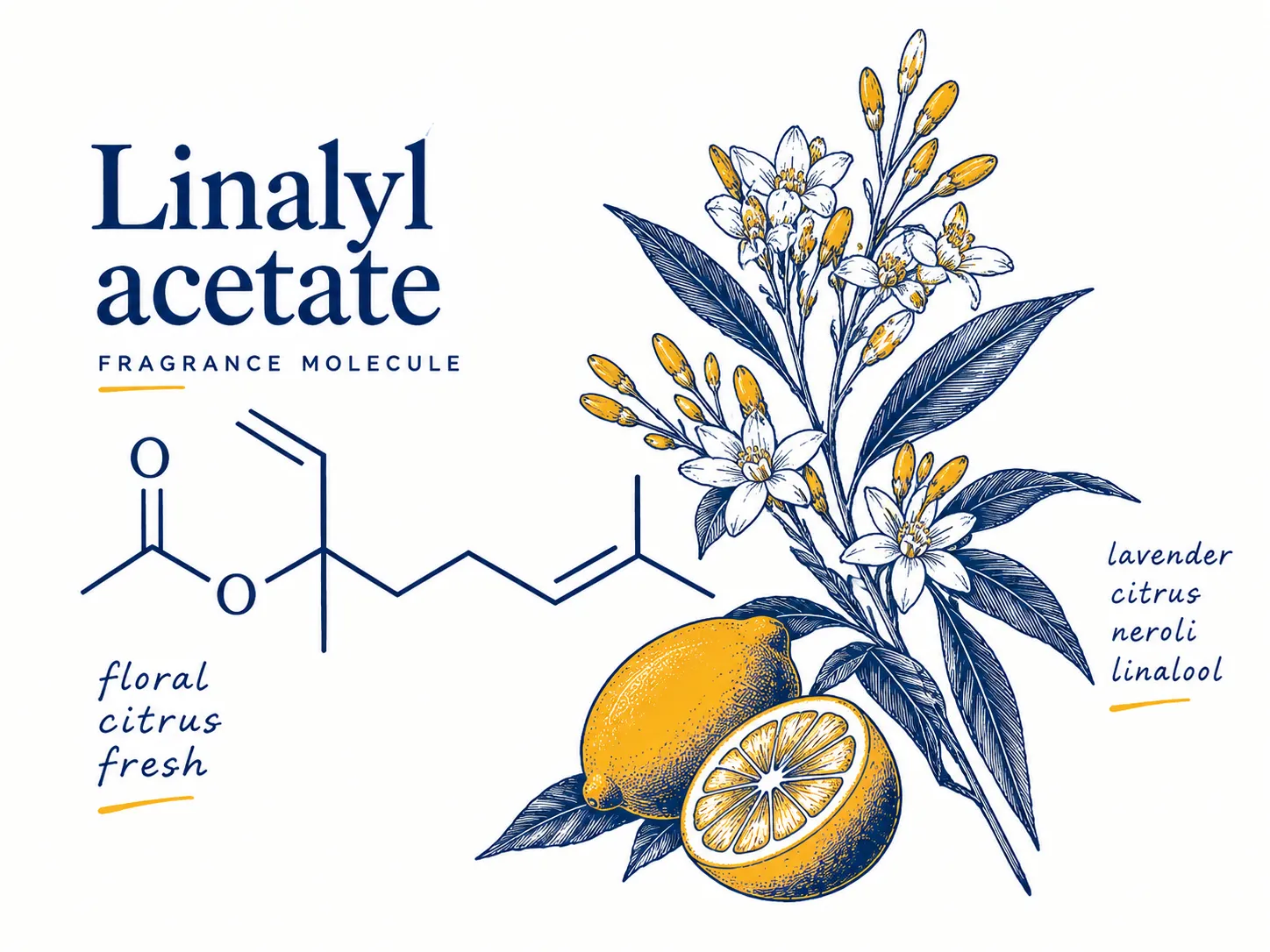 لینالیل استات (linalyl acetate) در عطرسازی